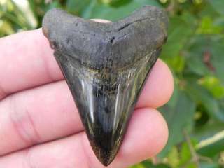 Megalodon fossil shark tooth teeth 100% REAL MEGALODON!  