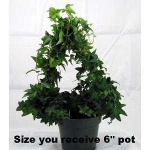  Live Christmas English Ivy Open Topiary Tree   12 Tall 