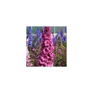  Delphinium elatum Pink Punch Patio, Lawn & Garden