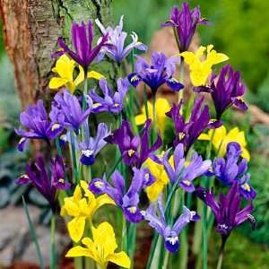  Specie Iris Bulbs Mix Patio, Lawn & Garden