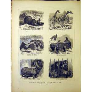   Park Zoo Animals Beaver Hippo Rhino Birds 1870