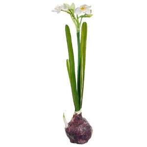  14 Standing Paperwhite W/Bulb White (Pack of 12)