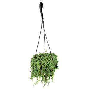 In. Hanging Basket Pearls Plant 0881004  