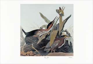 Ltd. Ed. Loates Audubon GREEN HERON Bird Print Signed  