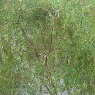 Corkscrew Willow Tree S304315 