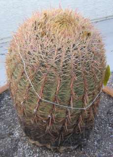 Ferocactus cylindraceus Fire Barrel XLG1 Cactus Too Heavy Pick Up Only 