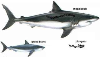   dent de requin Carcharodon megalodon (NA 9.8 cms 15 )