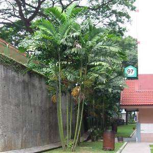 MacArthur Palm Tree Plant 10 LIVE SEEDLINGS New Guinea  