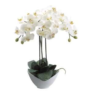   Potted Artificial Cream Phalaenopsis Orchid Silk Flower Plants 20