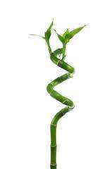 ONE 6 INCH SPIRAL LUCKY BAMBOO PLANT STEM ARRANGEMENTS  