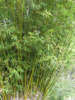 Live Plants Bambusa GOLDEN GODDESS BAMBoo ~ HEDGE  
