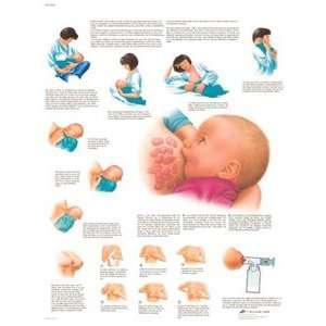   Breastfeeding Anatomical Chart, Spanish), Poster Size 20 Width x 26