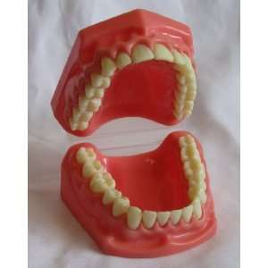   Flossing and Brushing Professional Dental Model Teeth 