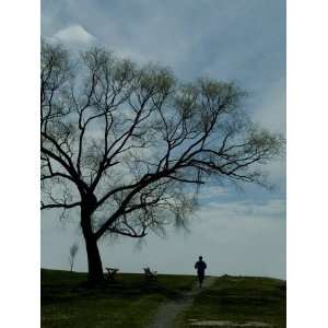  Jogger Runs Along a Path Past a Weeping Willow Tree 