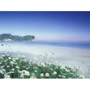  Daisies along Crescent Beach, Olympic National Park, Washington 