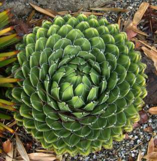 Agave Collection species mix drought tolerant 25 seeds  