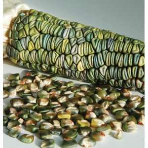 Davids Green Heirloom Ornamental Dry Corn Oaxacan Green 100 Seeds per 