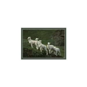  Dall Sheep Lambs by John Warden, 14x11