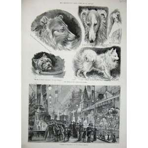  1892 Louis Wain Dog Show Crystal Palace Exhibition
