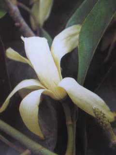 Magnolia White Champak Flower Fragrant Plant  