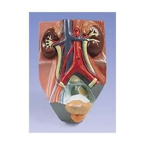 Urinary System Model, male, 0.75 times full size  