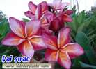 Flower detail  Rare And Beatiful Plumeria variety mixed seed in my 