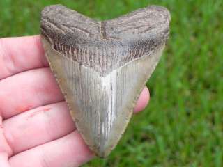 3a MEGALODON Shark Tooth Teeth Fossil SUPER WIDE BEAST  