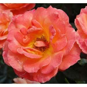  Living Easy Rose Seeds Packet: Patio, Lawn & Garden