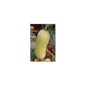  Himangi cucumber seed packet