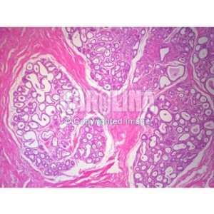 Human Mammary Gland, Lactating, Microscope Slide, 7 u  
